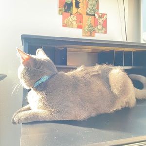 Meet your Posher, Brooklynn